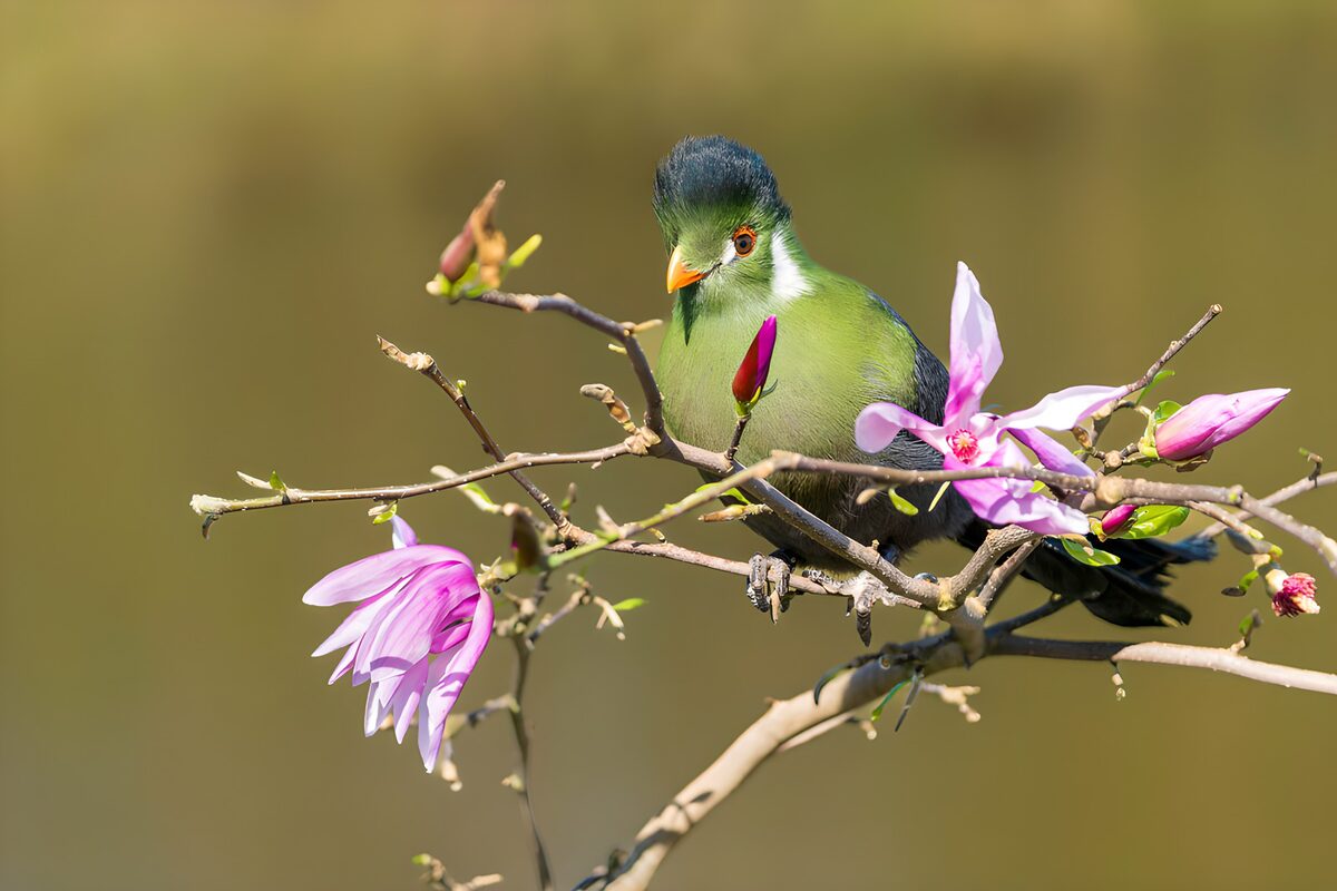 Witwangtoerako of Tropische vogel op bloesemtak