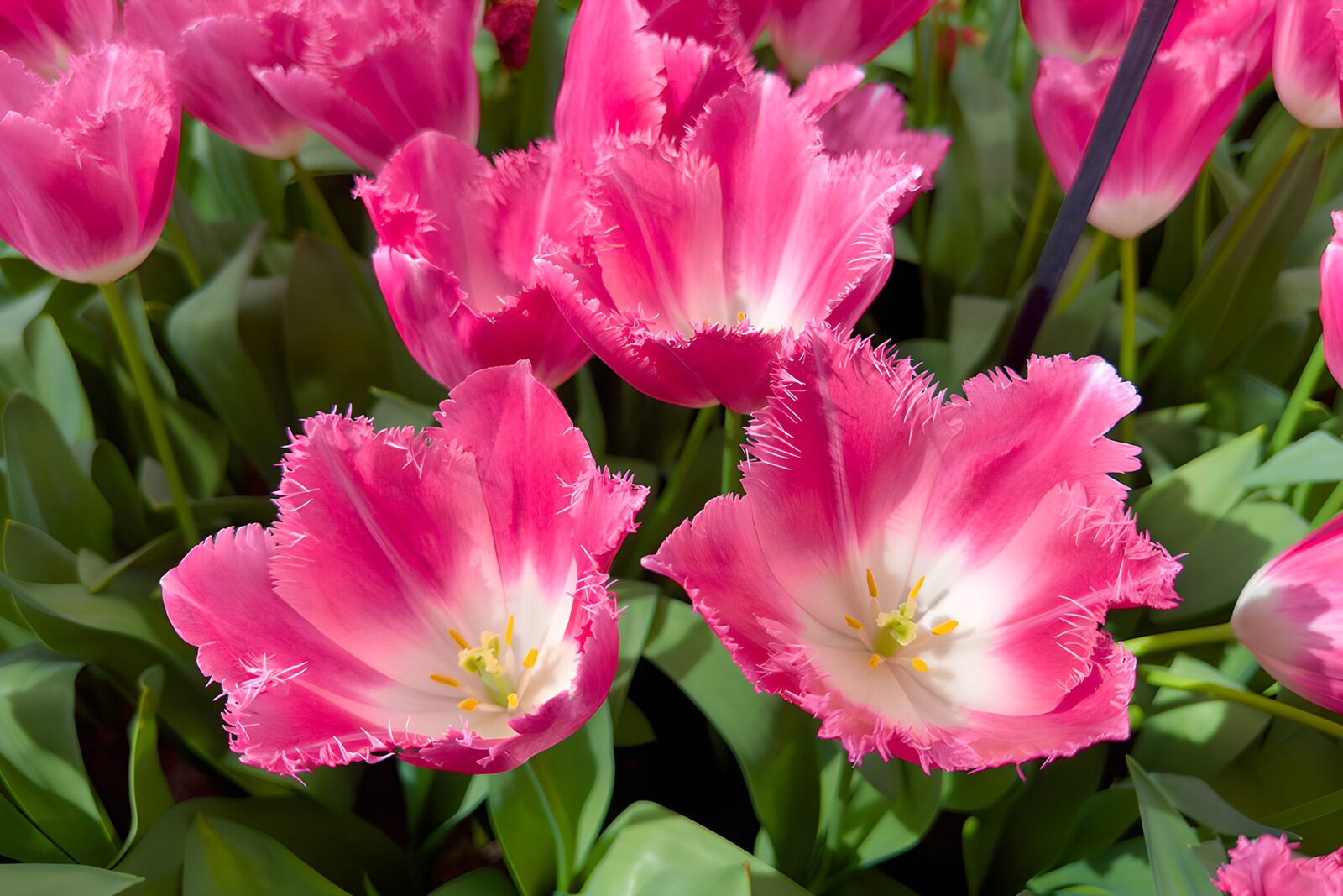 TP80957: Bloeiende Franjetulpen in Roze