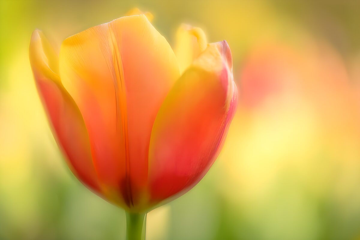 Zachtgekleurde tulp in de zon