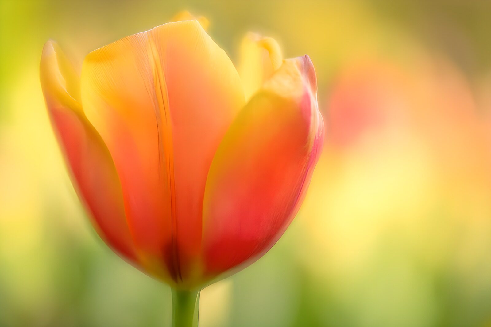 TP63601: Zachtgekleurde tulp in de zon
