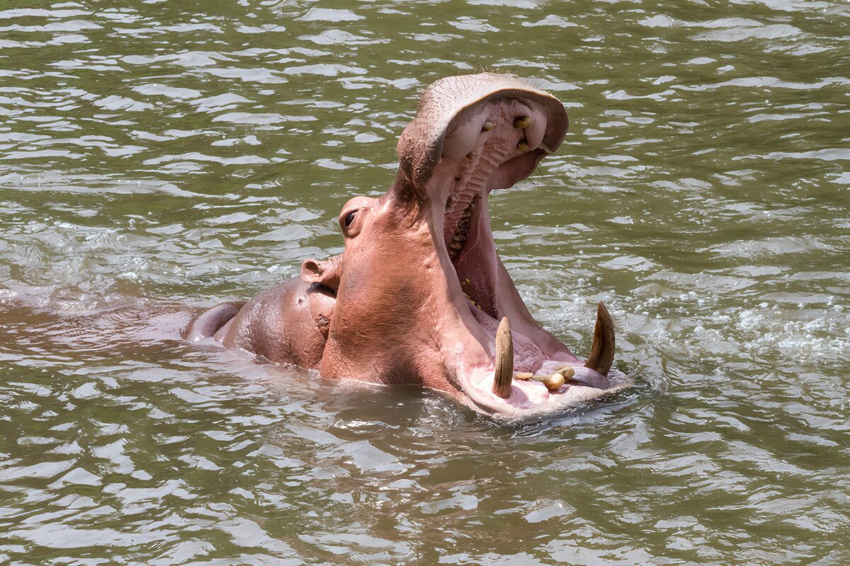 Uitgerekende hippo in het water