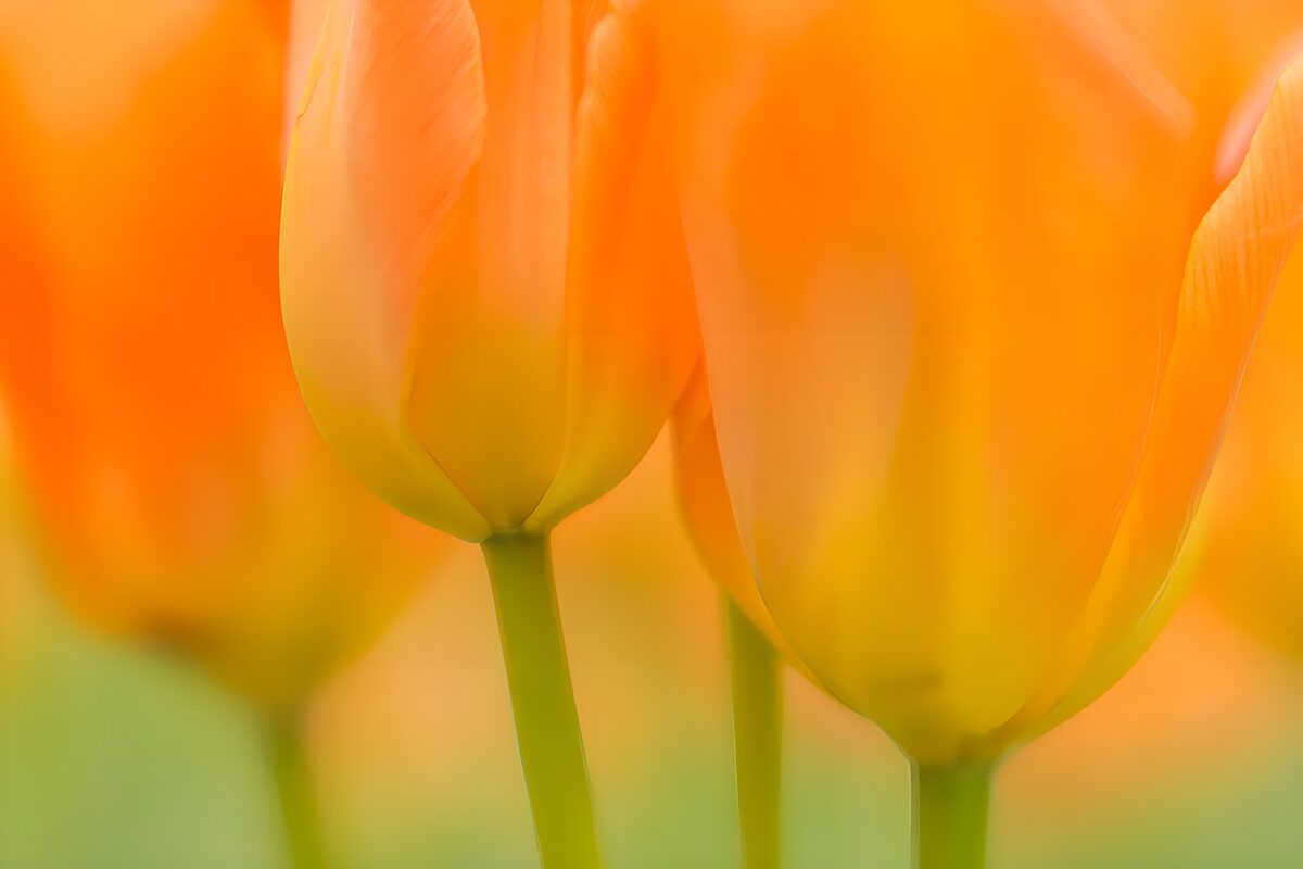 Zachtgele tulpen in volle bloei