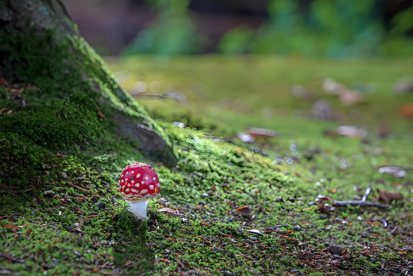 TP10105: Vederlichte vliegenzwam in het bos