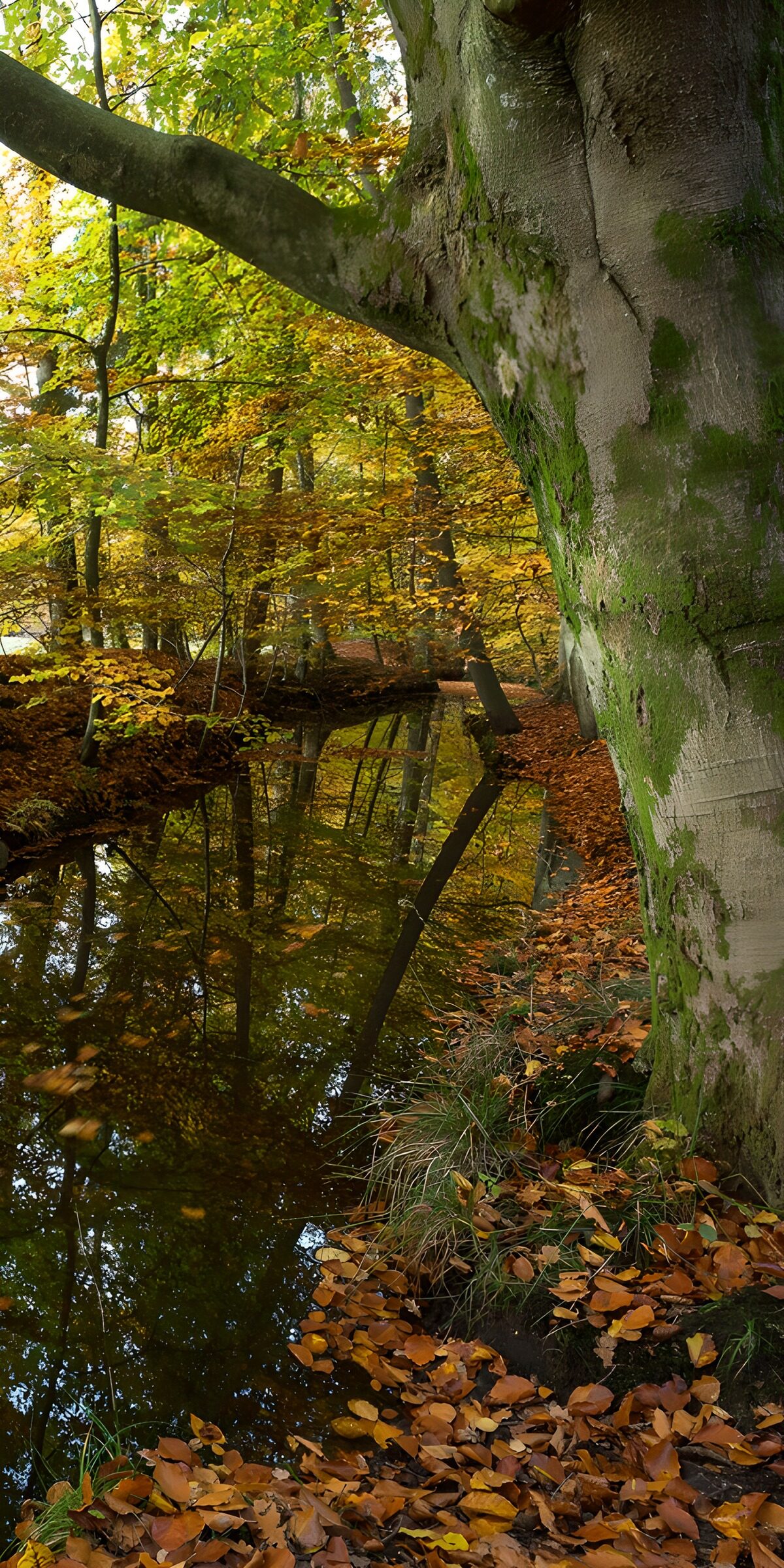 TP15813: Herfstreflecties in het bos