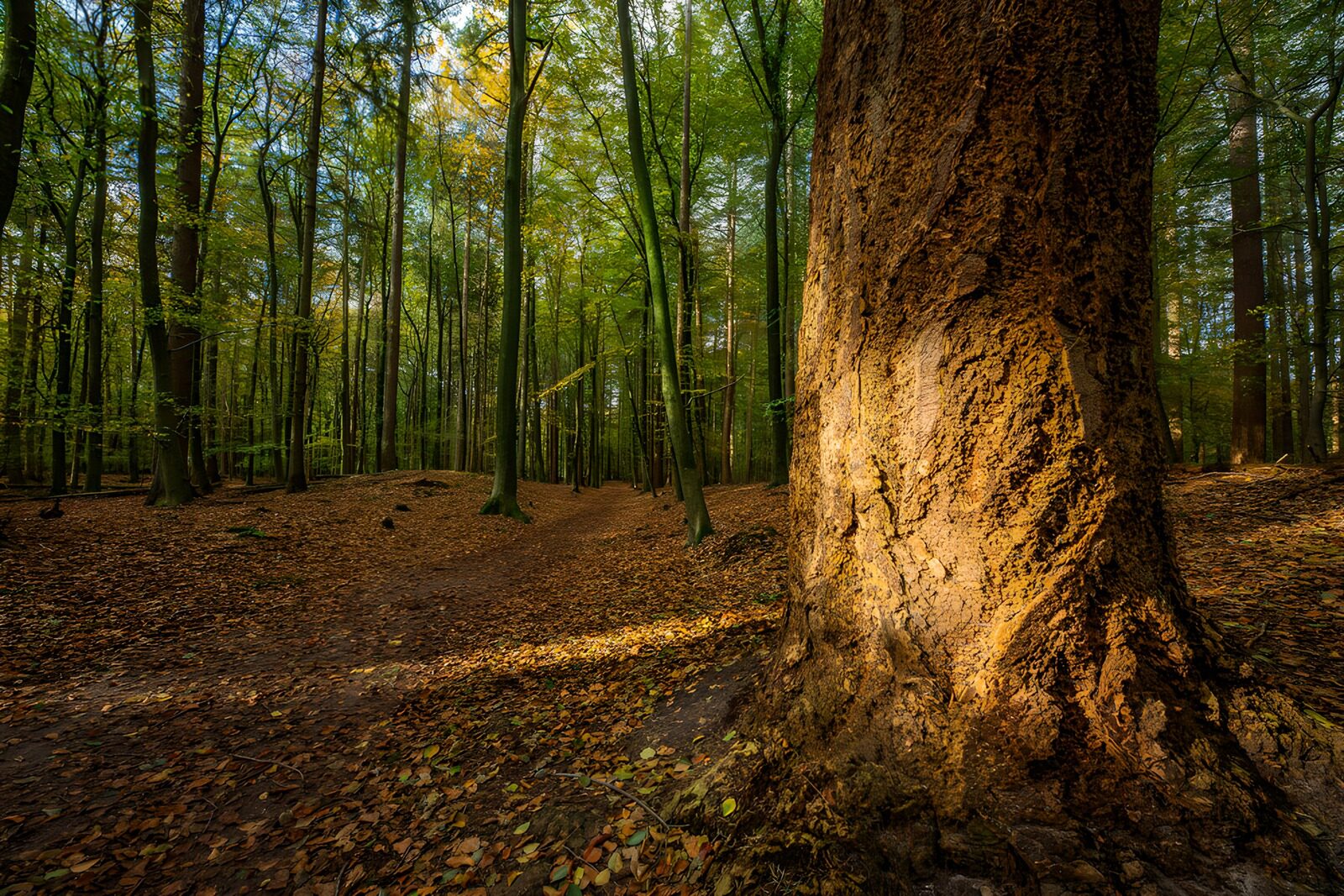 TP32559: Zonlicht in het bos