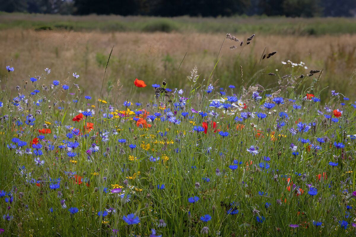 Kleurrijke bloemenweide in de natuur
