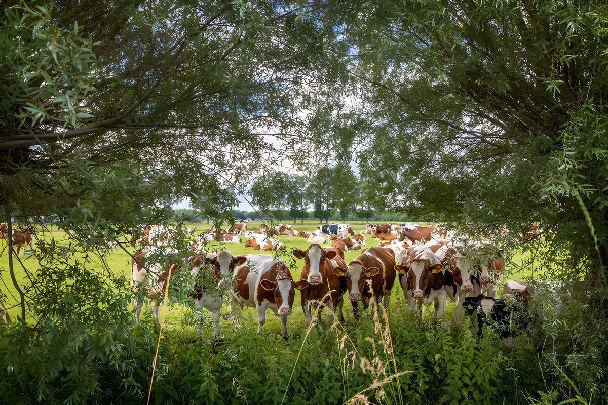 Koeien in het groene weiland