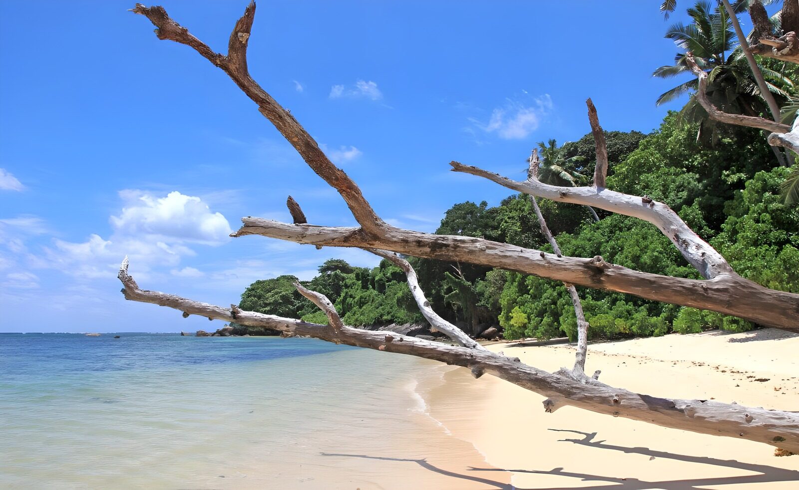 TP16206: Strand met Dode Takken