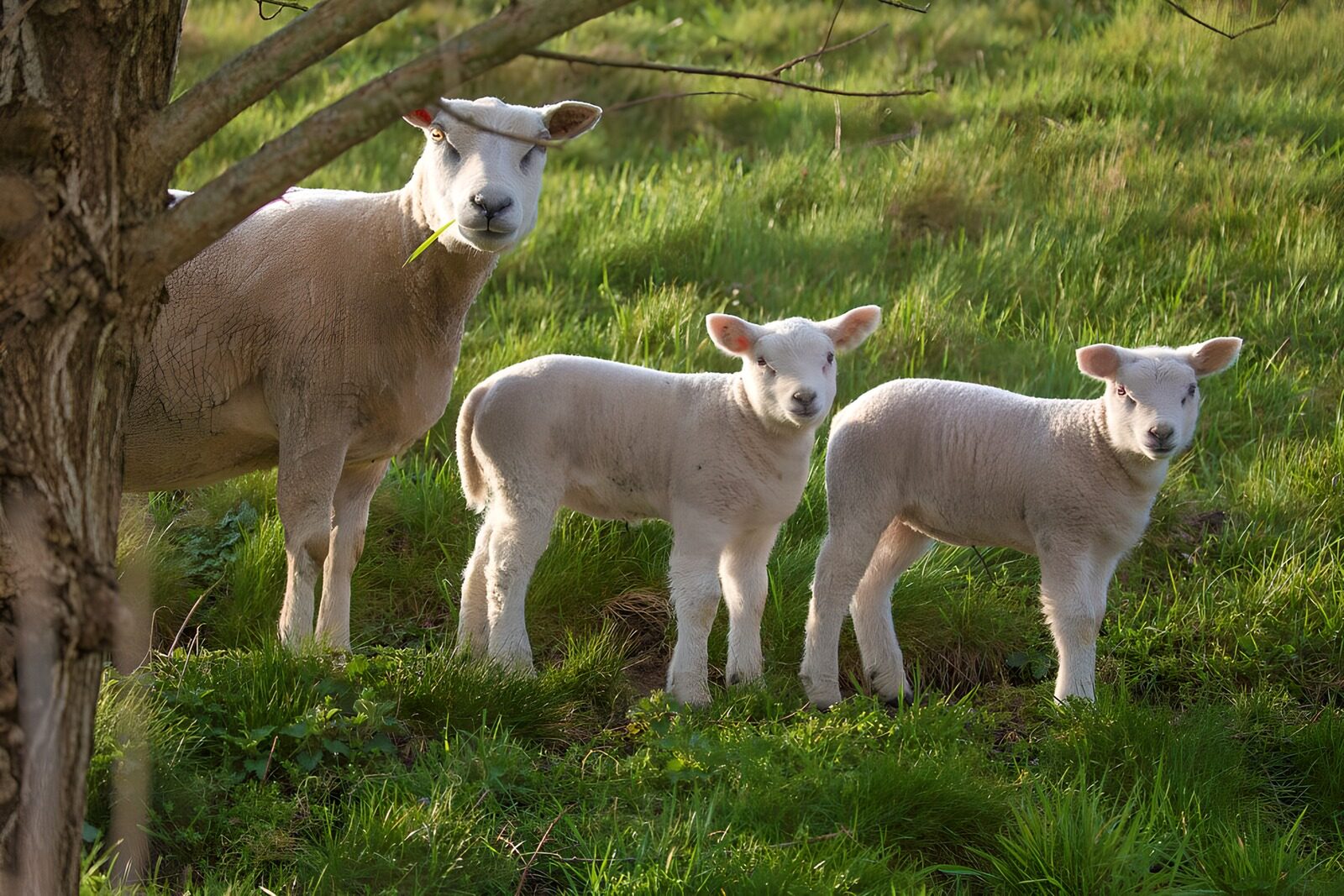 TP51982: Moeder met lammetjes