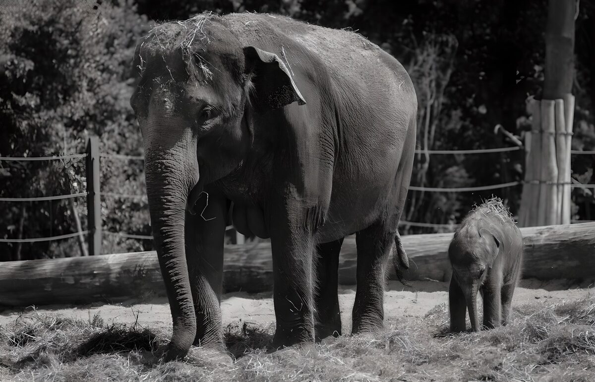 Moederol van de olifant met haar kalf