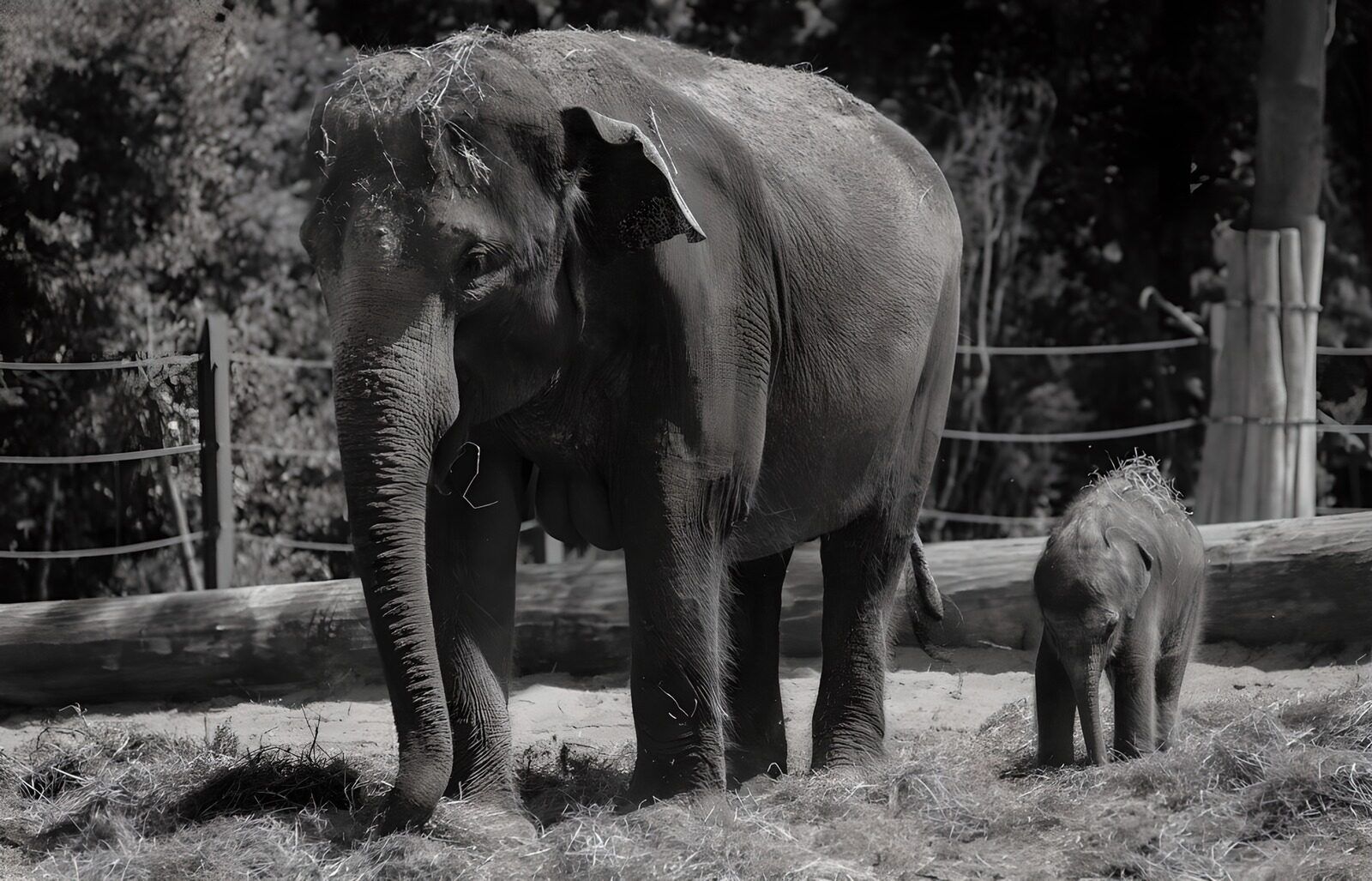 TP49253: Moederol van de olifant met haar kalf