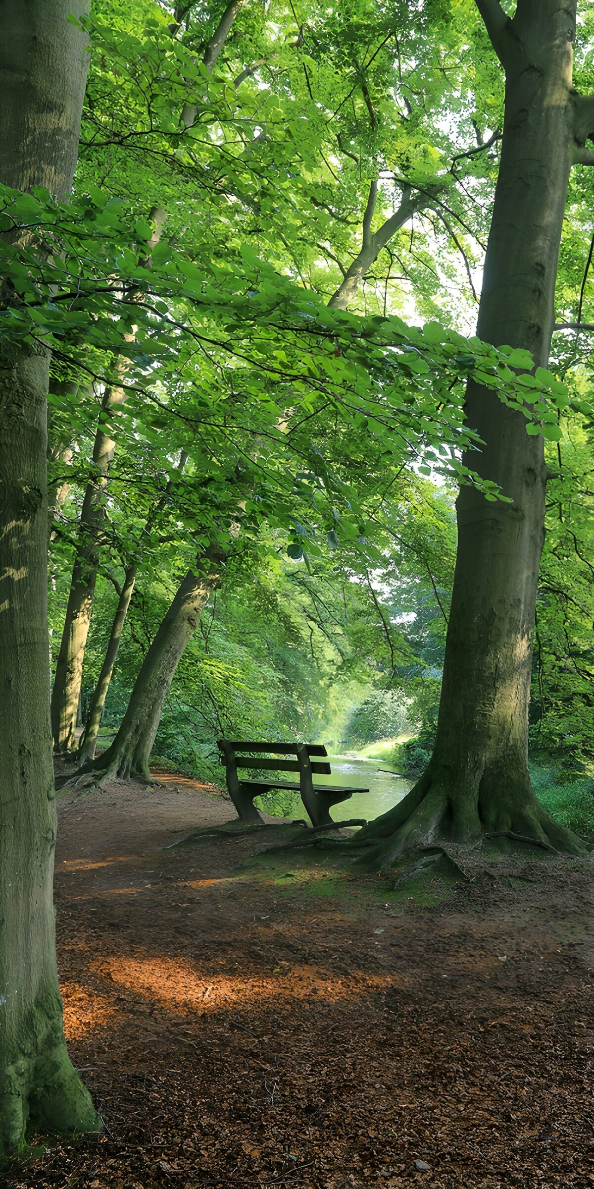 TP65950: Rustplek in het groene bos