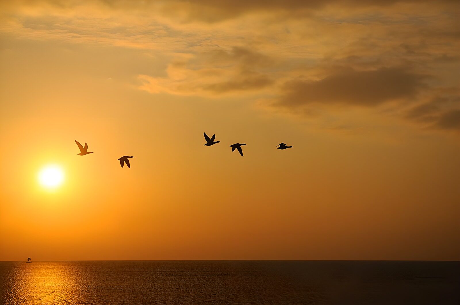 TP53435: Vogels boven de horizon bij zonsondergang