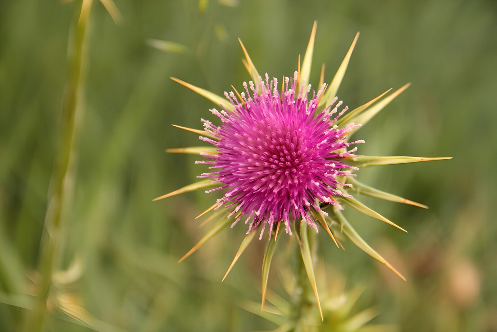 TP23739: Prachtige paarse distel in bloei