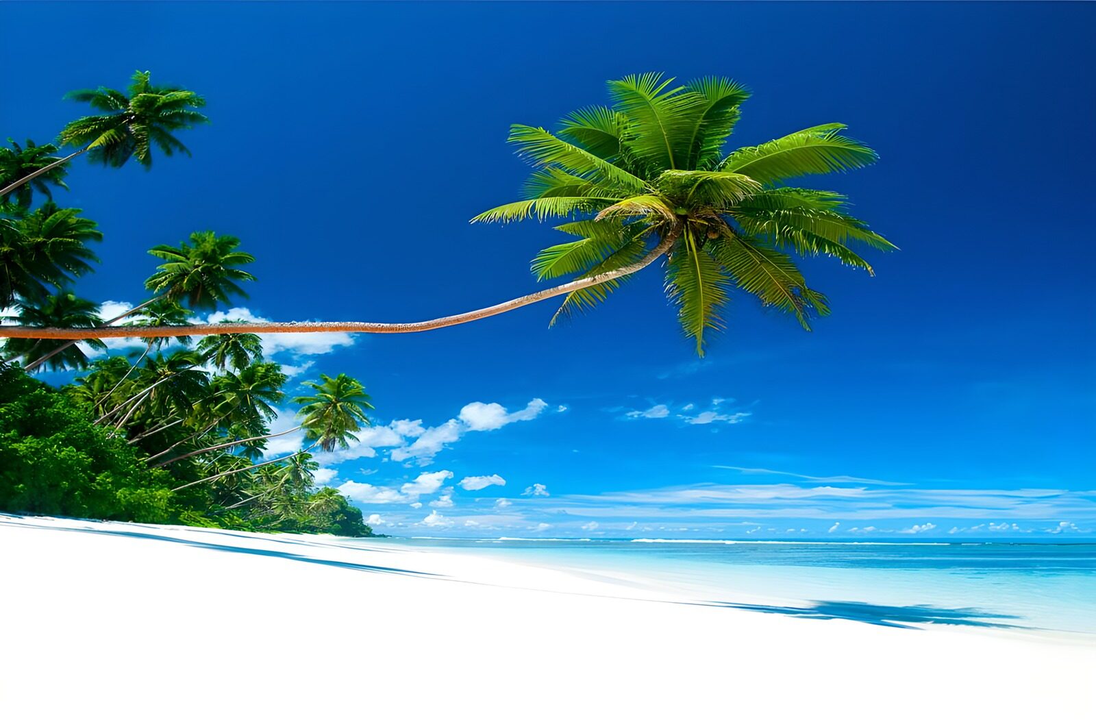 TP45174: Caribische strand met hangende palmboom