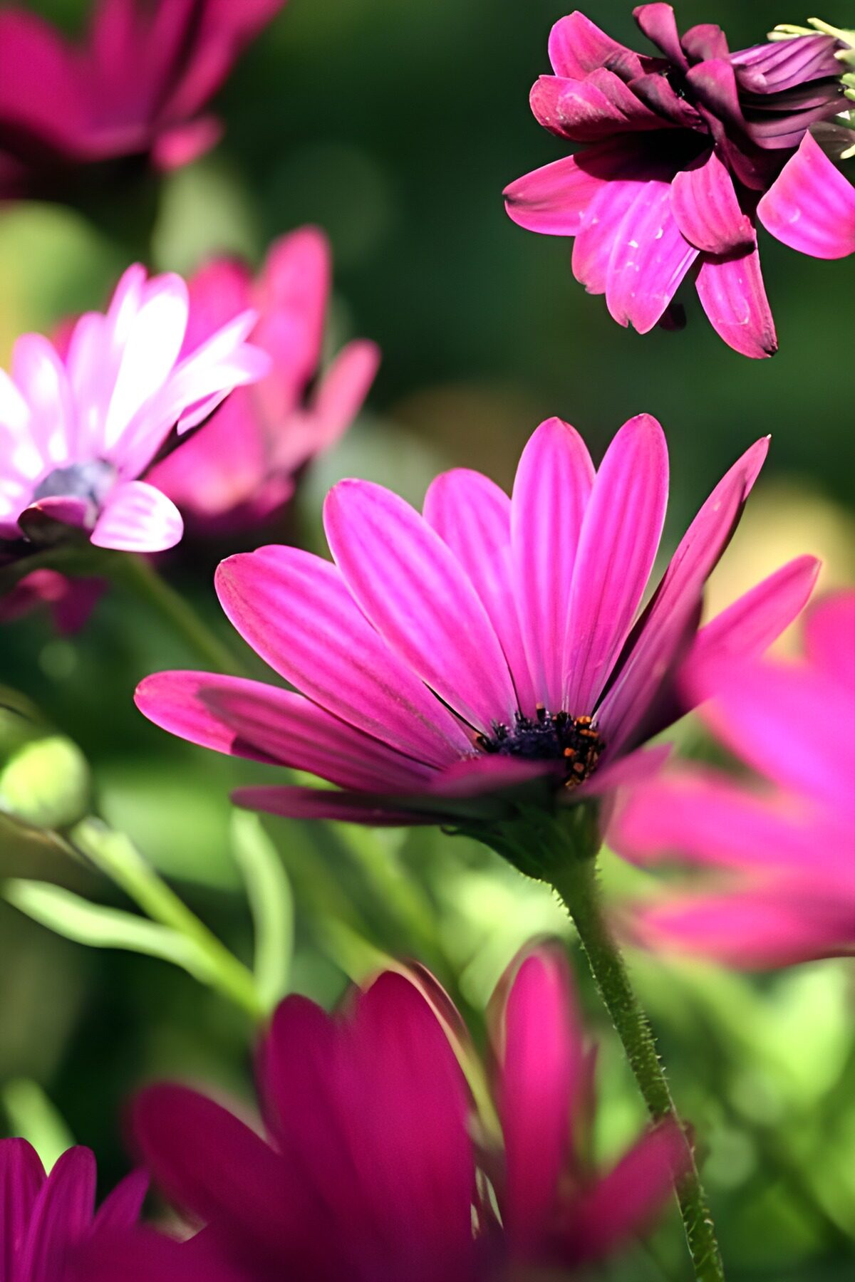 TP53939: Vrolijke paarse margriet