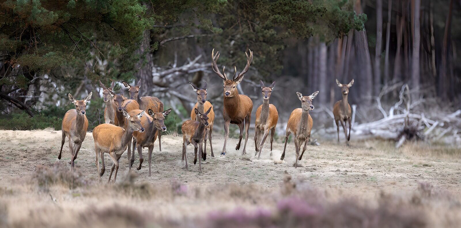 TP32619: Groep herten in het bos
