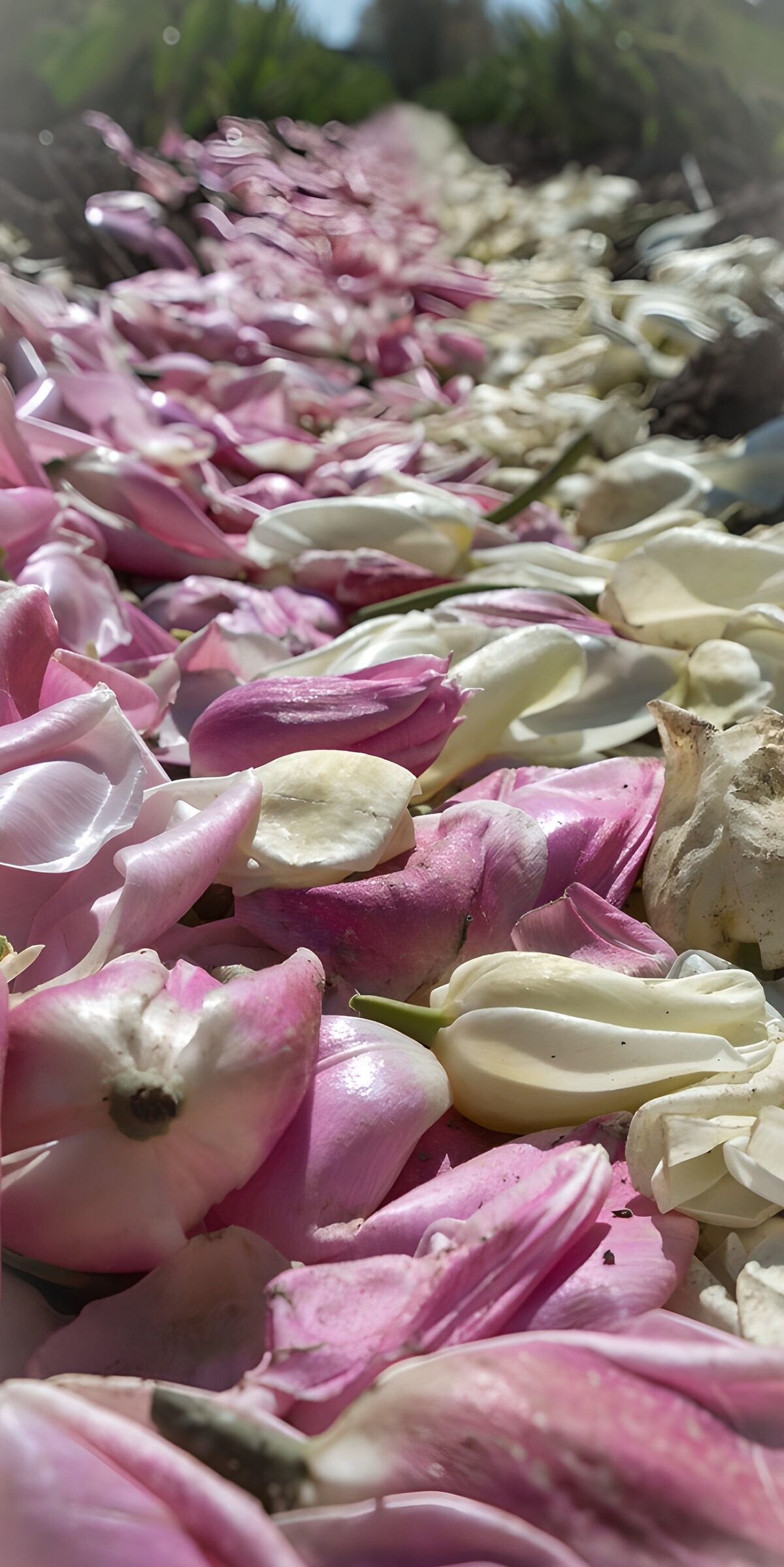 TP60494: Verweerde tulpenblaadjes in het veld