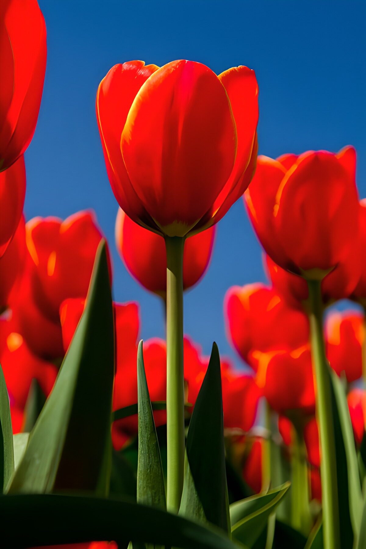 TP87492: Stralende Rode Tulpen onder een Blauwe Lucht