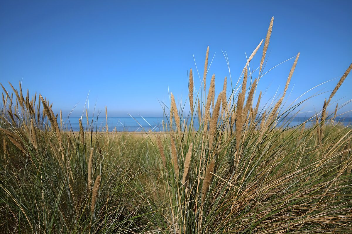 TP93546: Helmgras aan het strand in Bergen