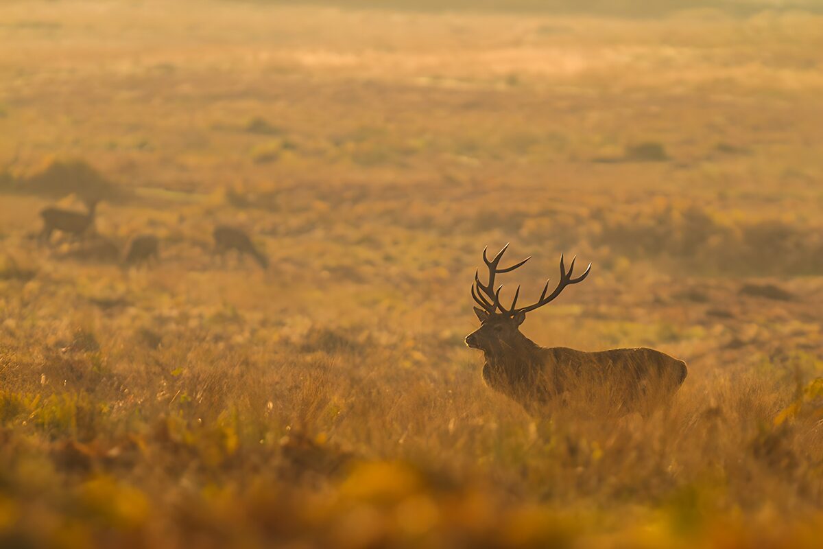 Majestueuze hert in de mist