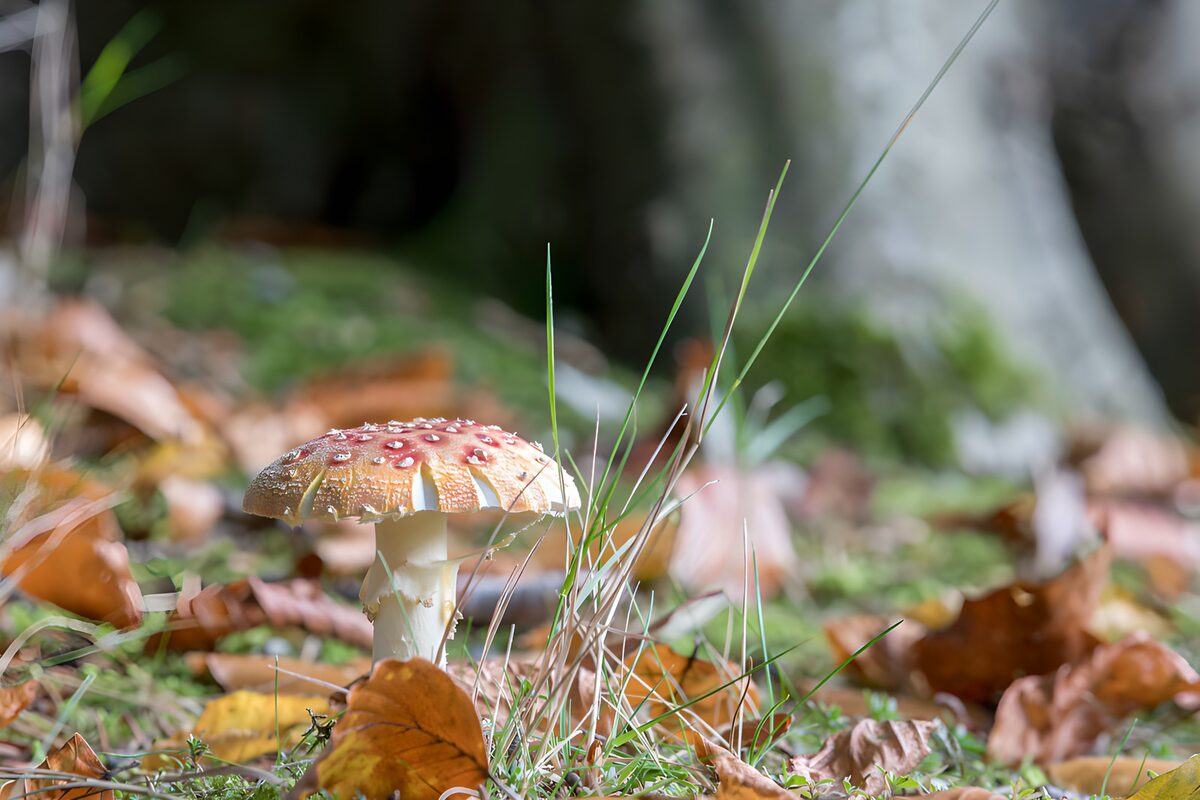Paddenstoel in het herfstlandschap