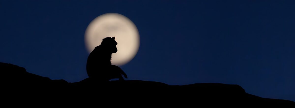 Maanlicht en aap in silhouet