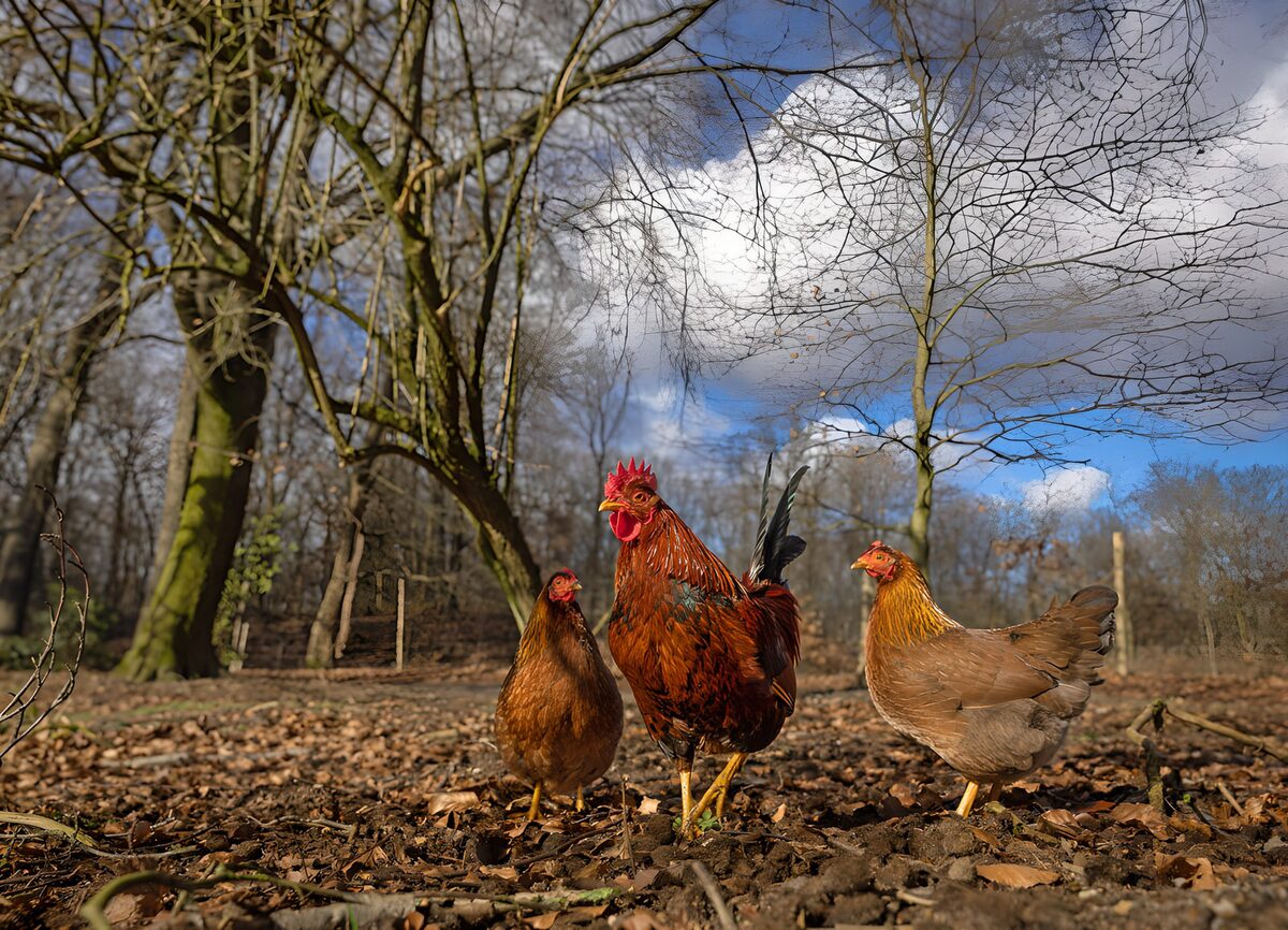 Kippenwandeling in het bos