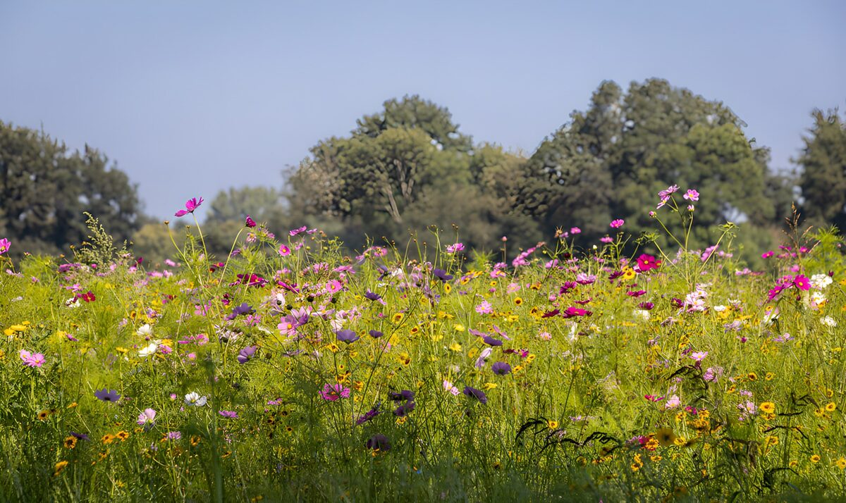 Kleurige bloemenweide in de zomerzon