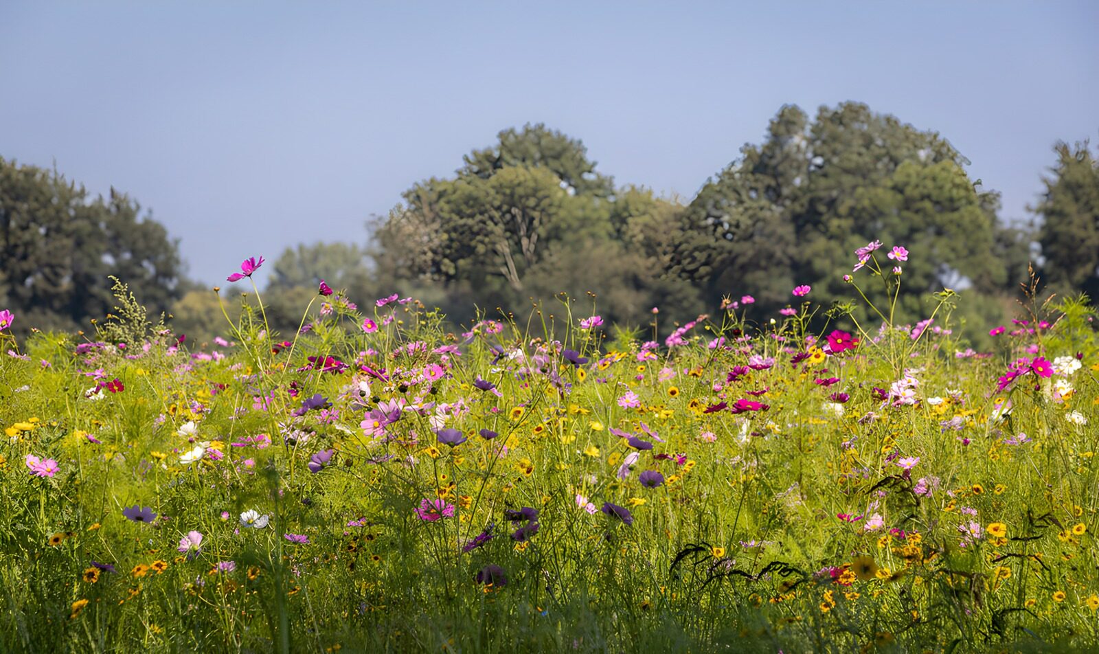 TP45028: Kleurige bloemenweide in de zomerzon