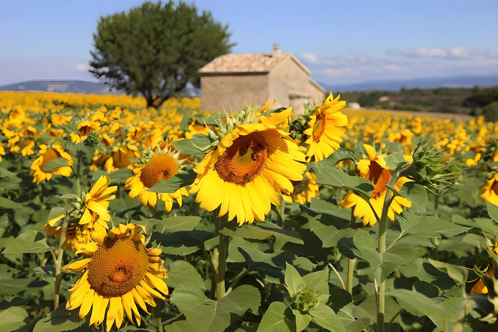 TP11997: Zonnebloemen in een kleurrijk veld