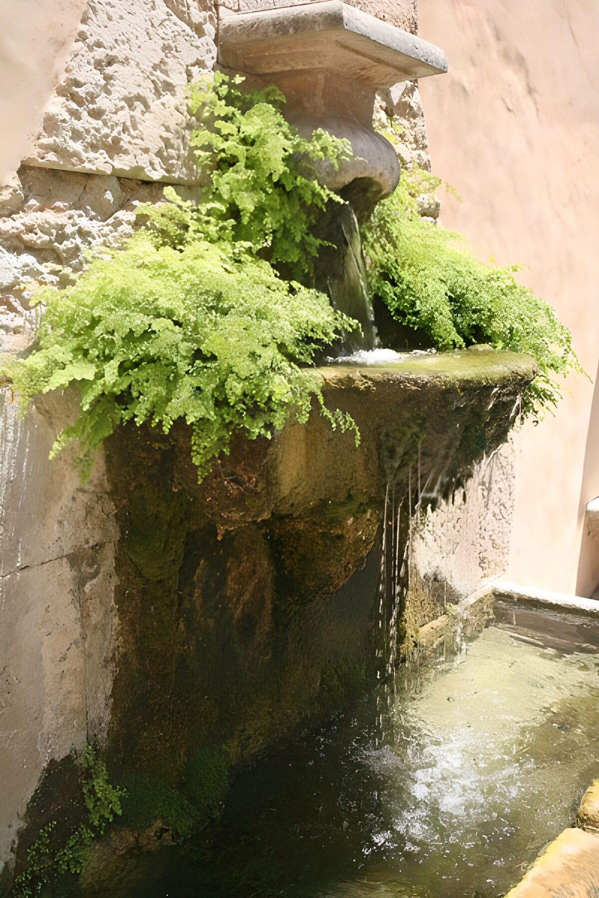 TP56089: Drinkplaats of fontein met wilde begroeiing