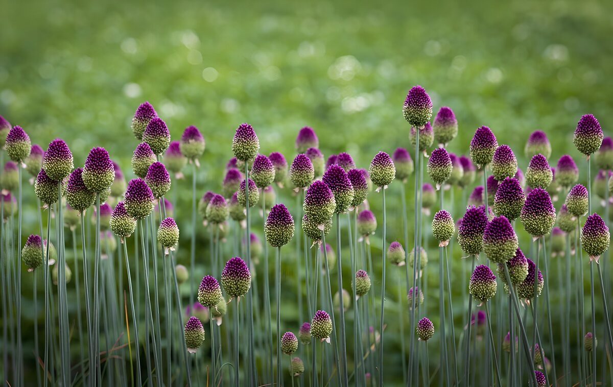 Trommelstokalliums in paars