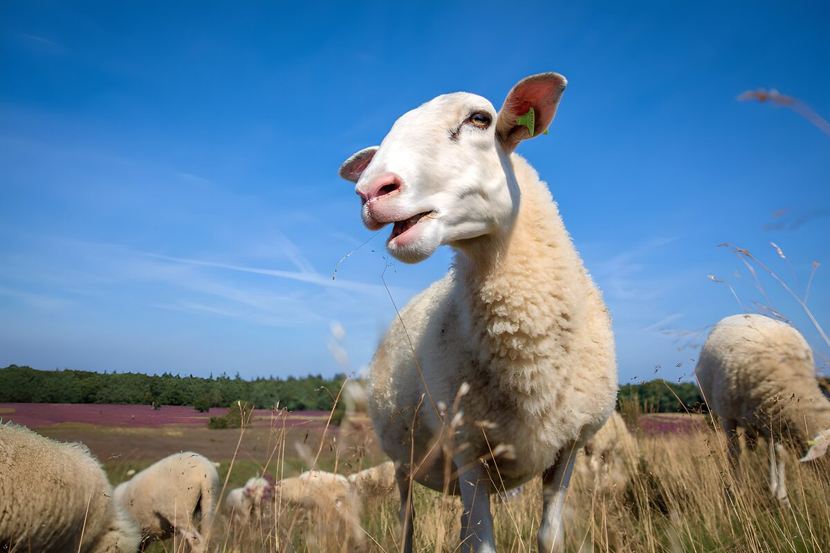 Schattig schaap in de wei