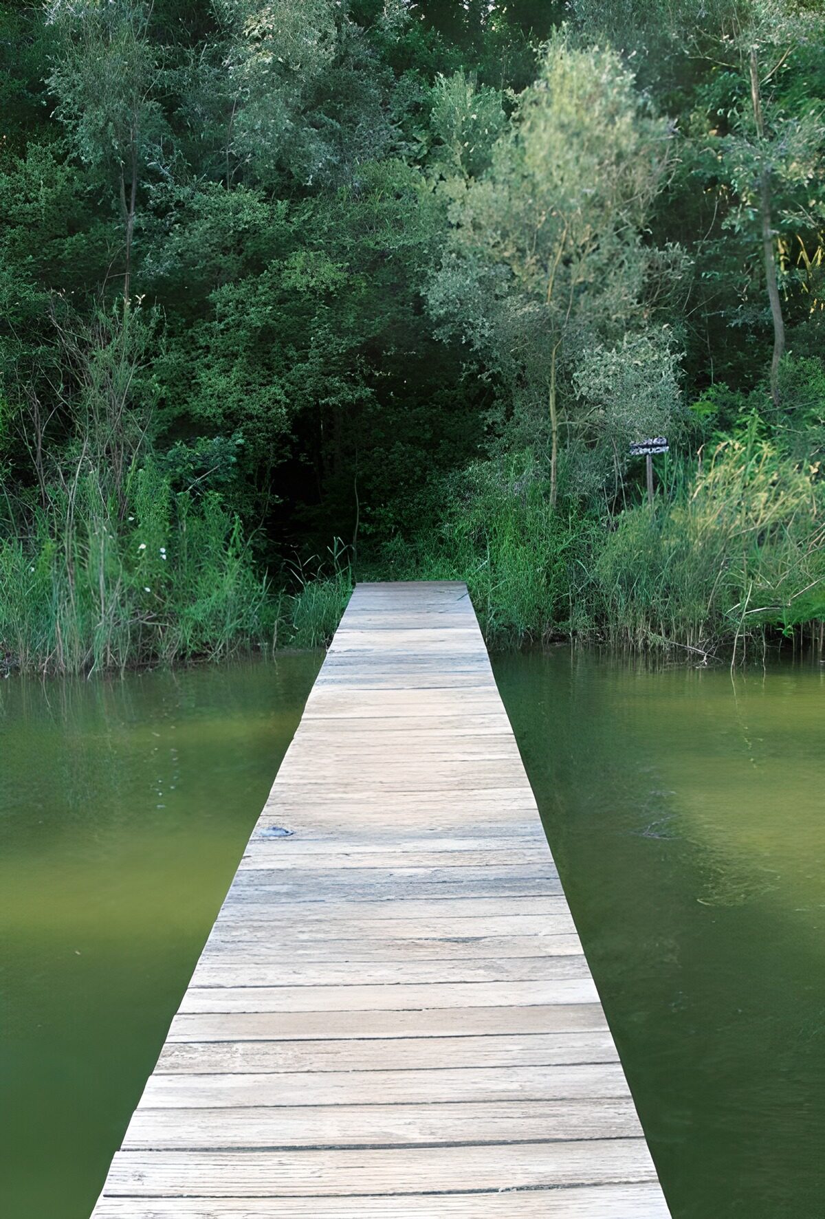 Steiger over water richting het bos