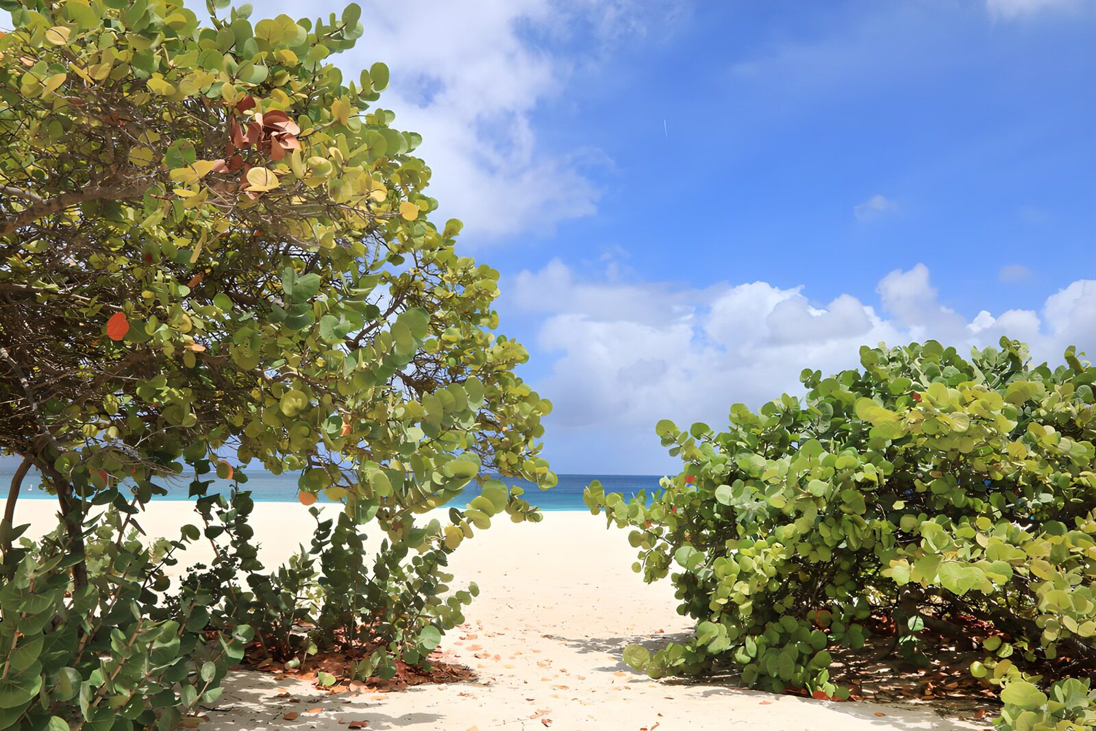 TP40104: Tropisch uitzicht op het strand