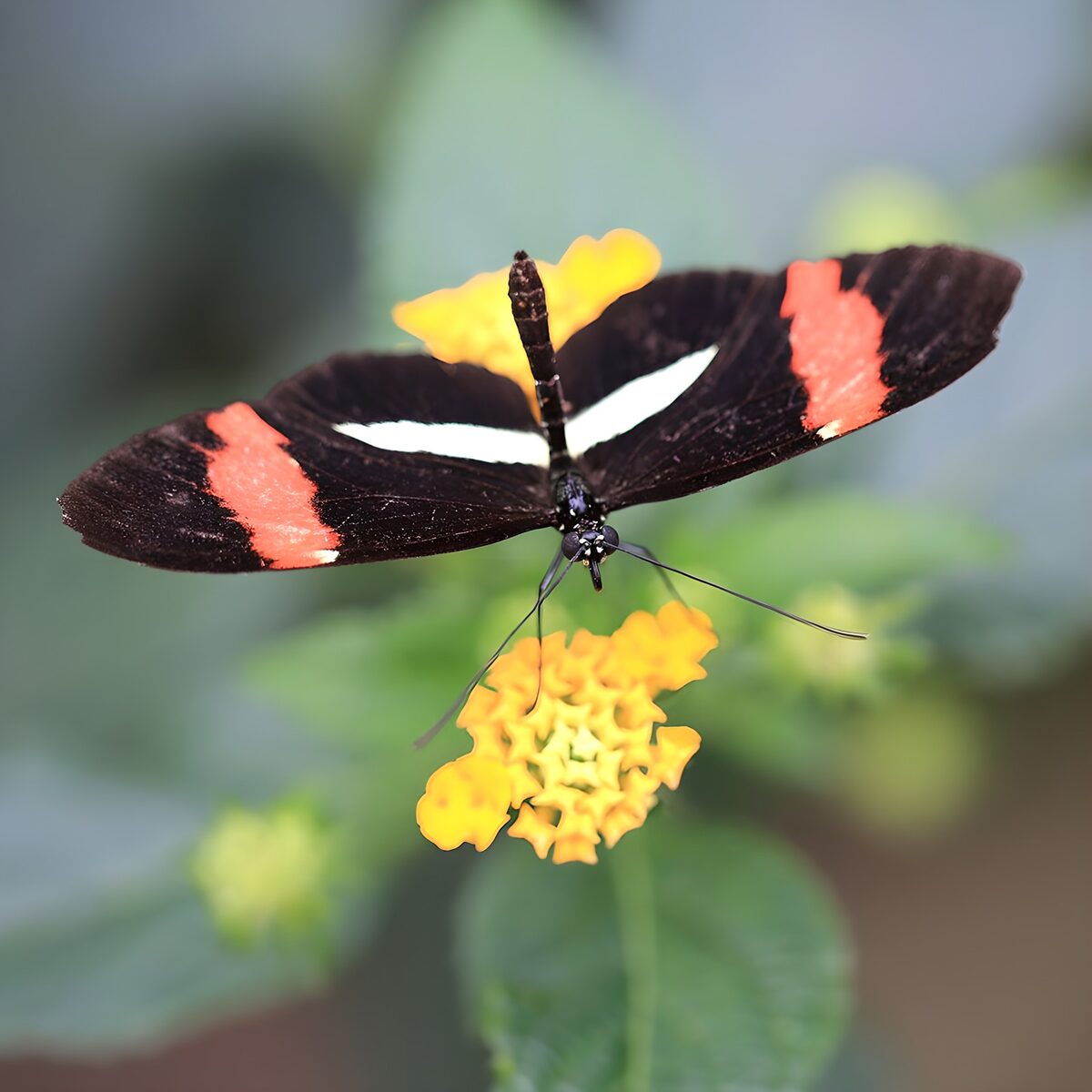 Vlinder 12