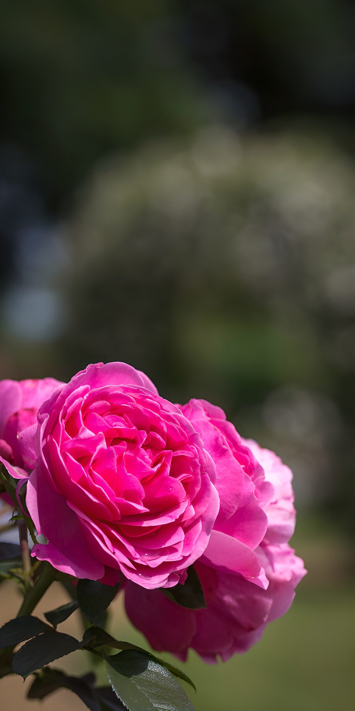 Prachtige rozen in volle bloei