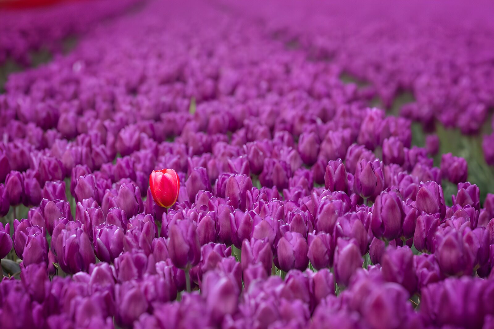 TP82774: Unieke tulp tussen paarse velden