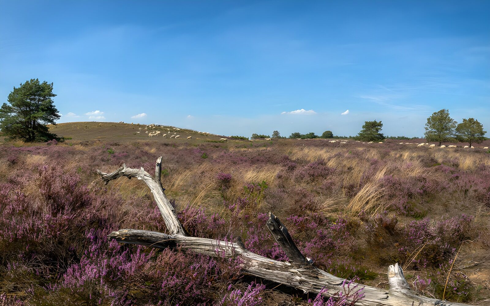 TP65580: Prachtige heide met bomen en schapen