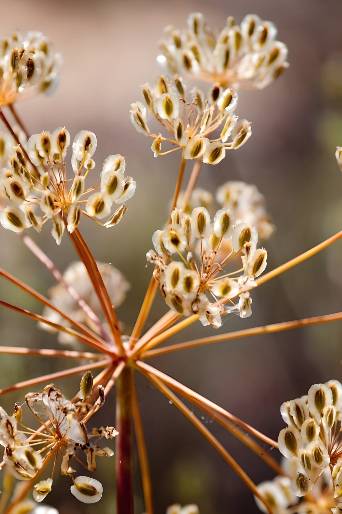Pappus  in de kou