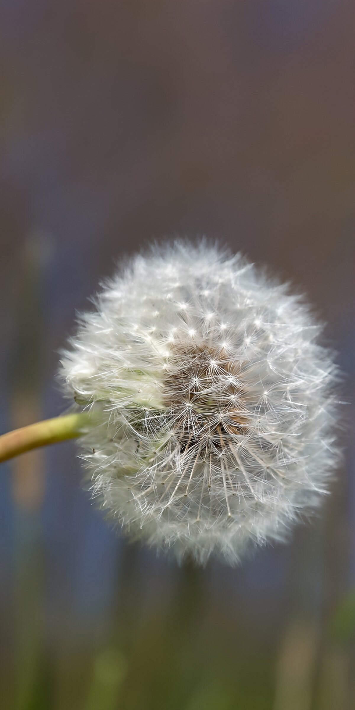TP93605: Prachtige paardenbloem in bloei