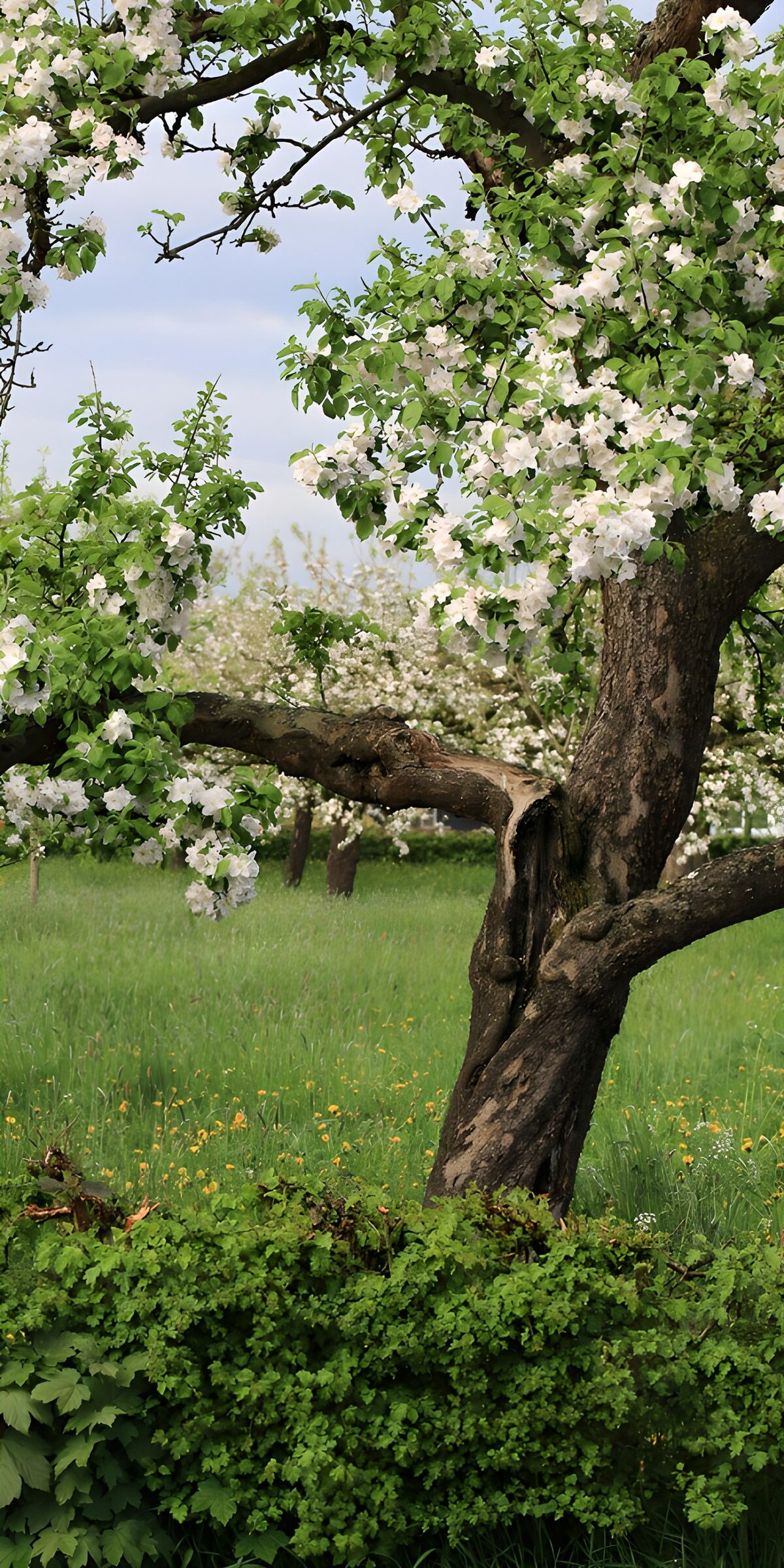 TP70186: Bloeiende appelboom in de lente
