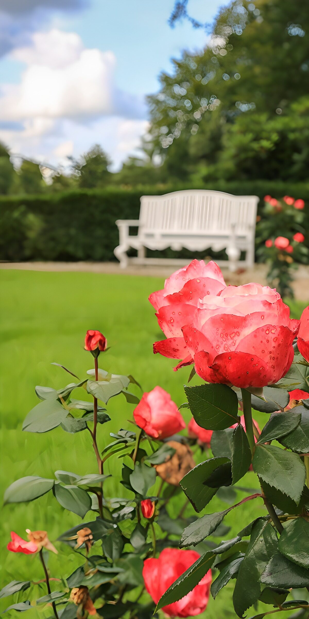 Rozen in een stijlvolle tuin