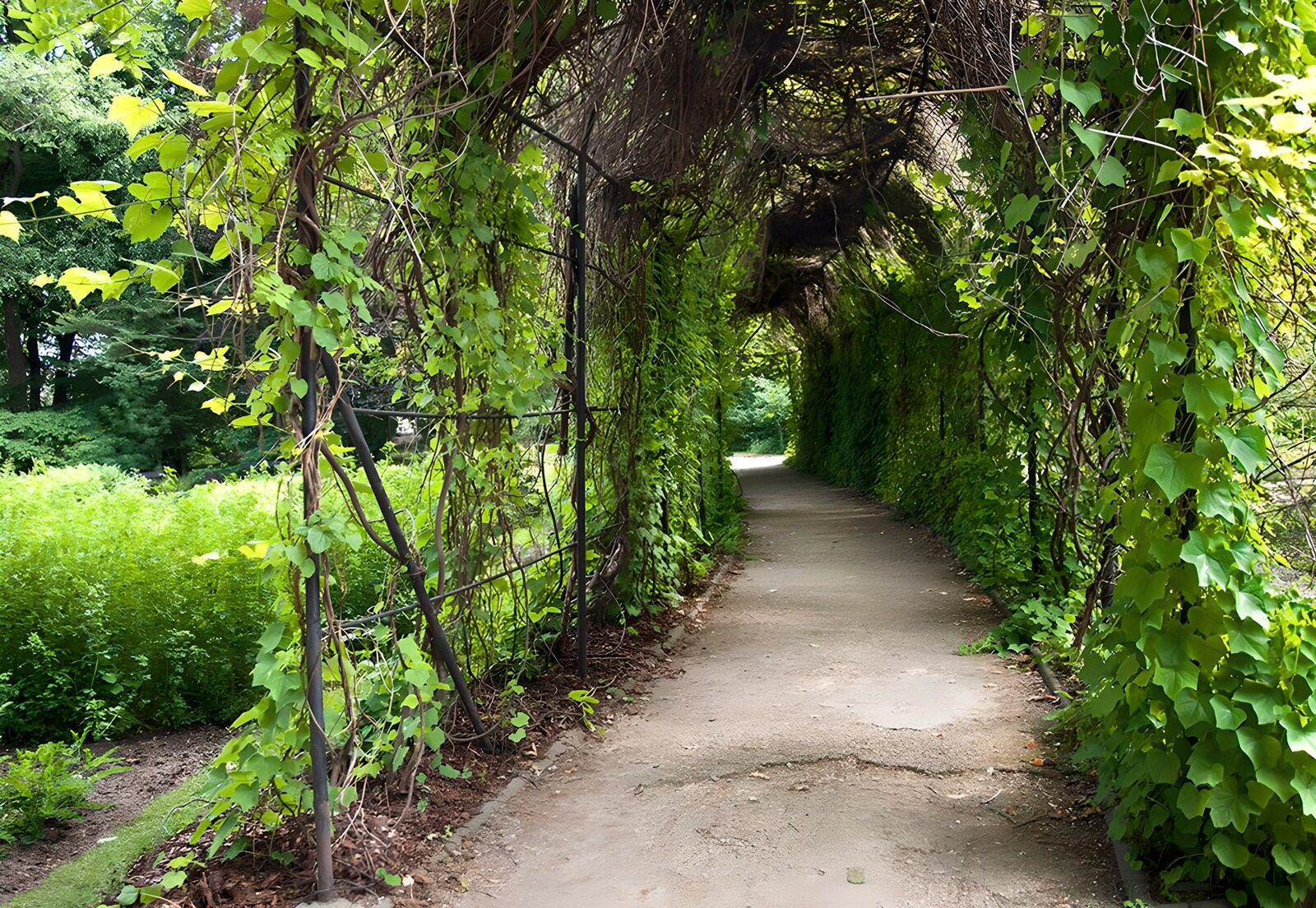 TP42510: Groen pad onder een boog van planten