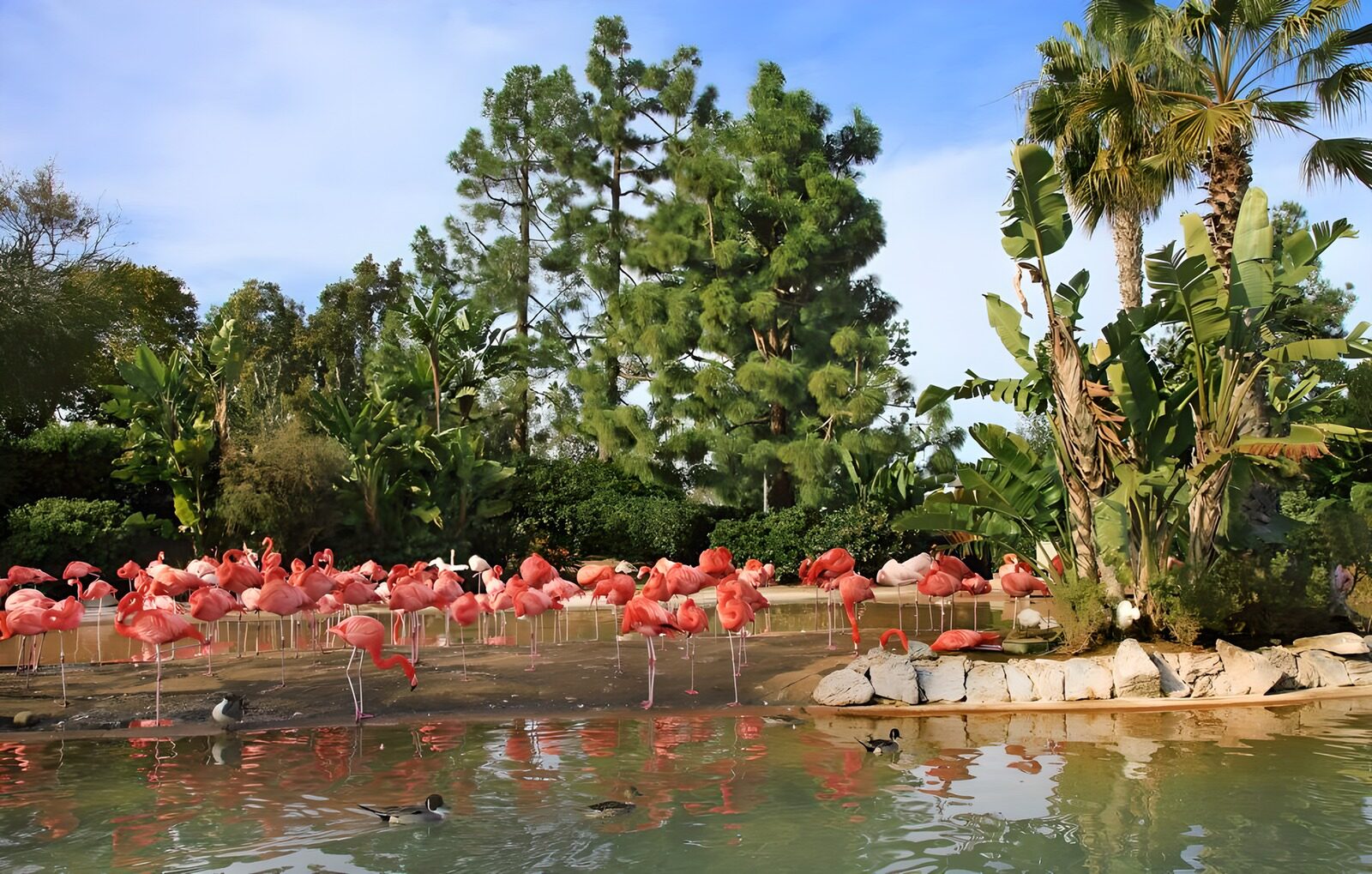 TP77531: Flamingo's bij water met palmbomen