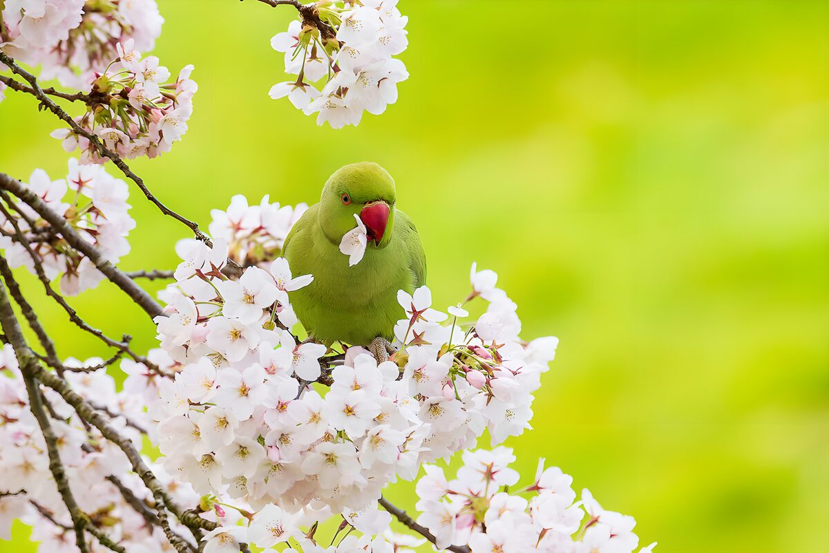 Halsbandparkiet tussen de bloesems 1