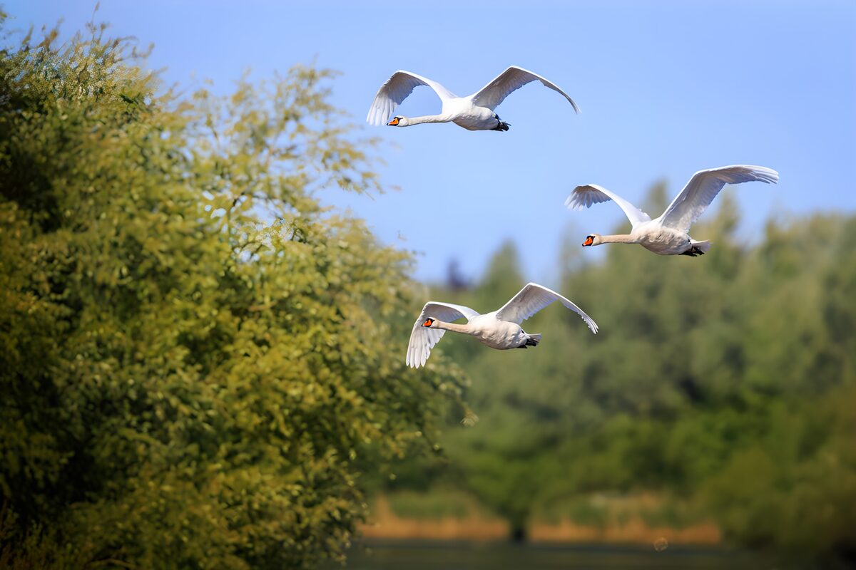 Vliegende zwanen boven het water