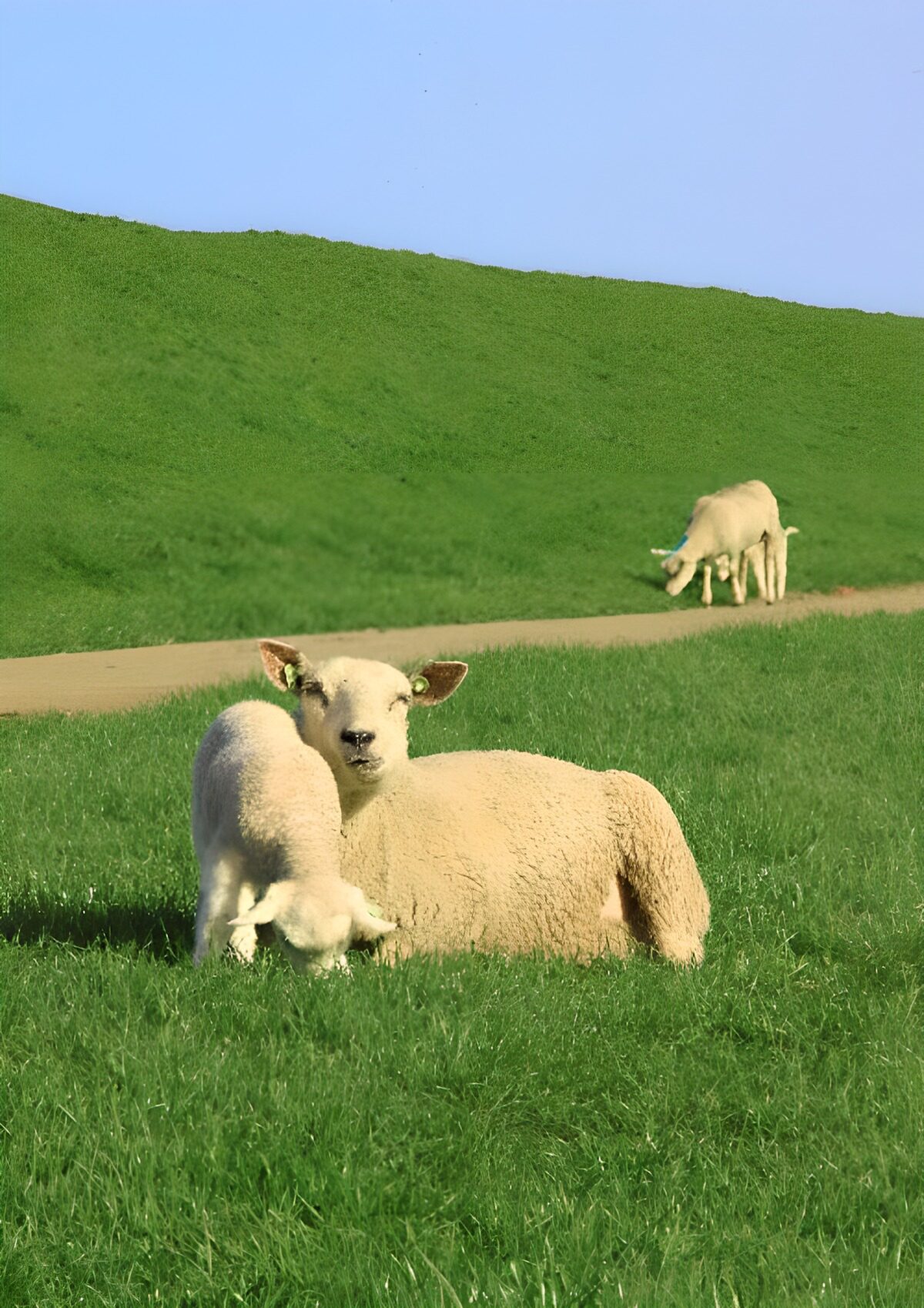 Lammetje bij moeder