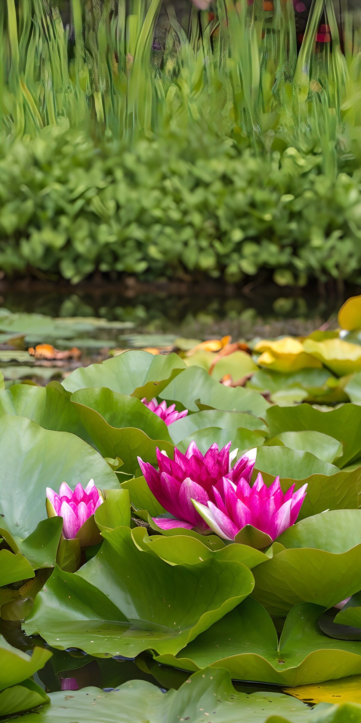 Prachtige waterlelies in de vijver